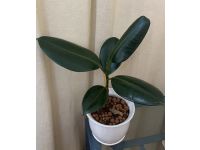 Rubber Plant with Pot and Saucer, White
